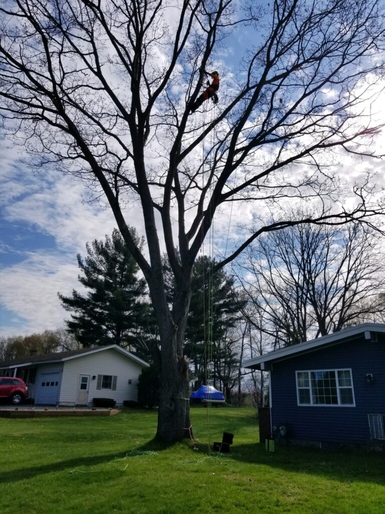 How Do You Know If a Tree Is Dangerous? Tree Service Advice for Marcy, NY Homeowners