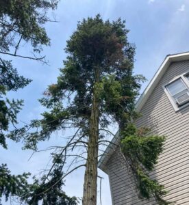 Affordable Tree Removal Cost in Marcy, NY | Preble’s Tree Service