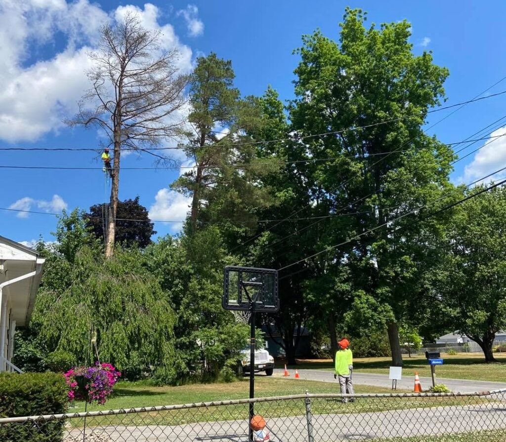 Affordable Tree Removal Cost in Marcy, NY | Preble’s Tree Service