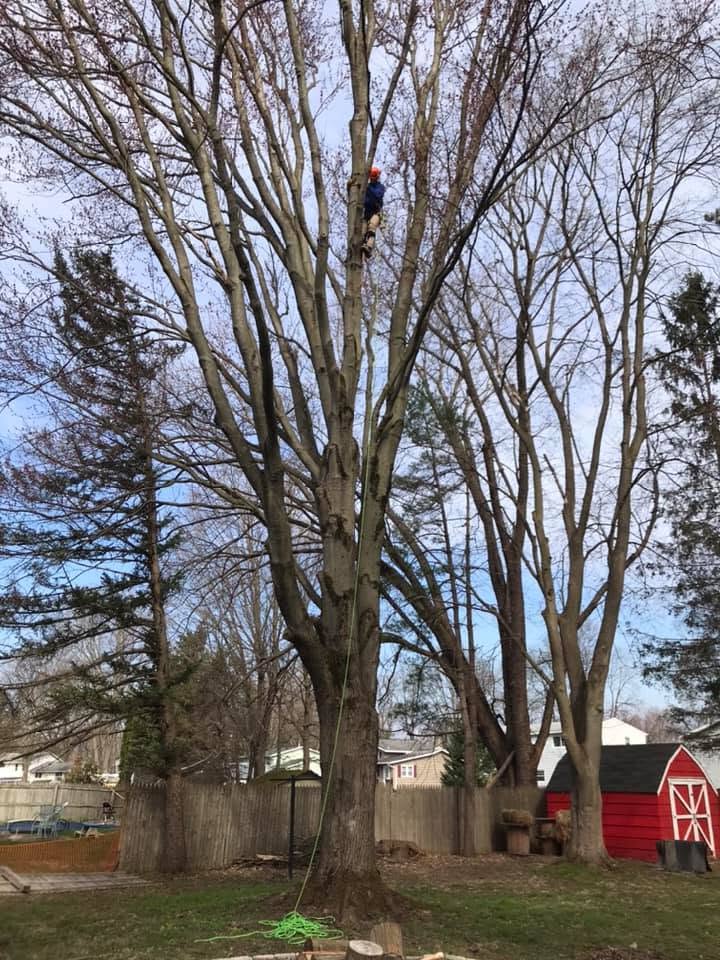 7 Signs You Need Tree Care Services in Marcy, NY | Preble’s Tree Service