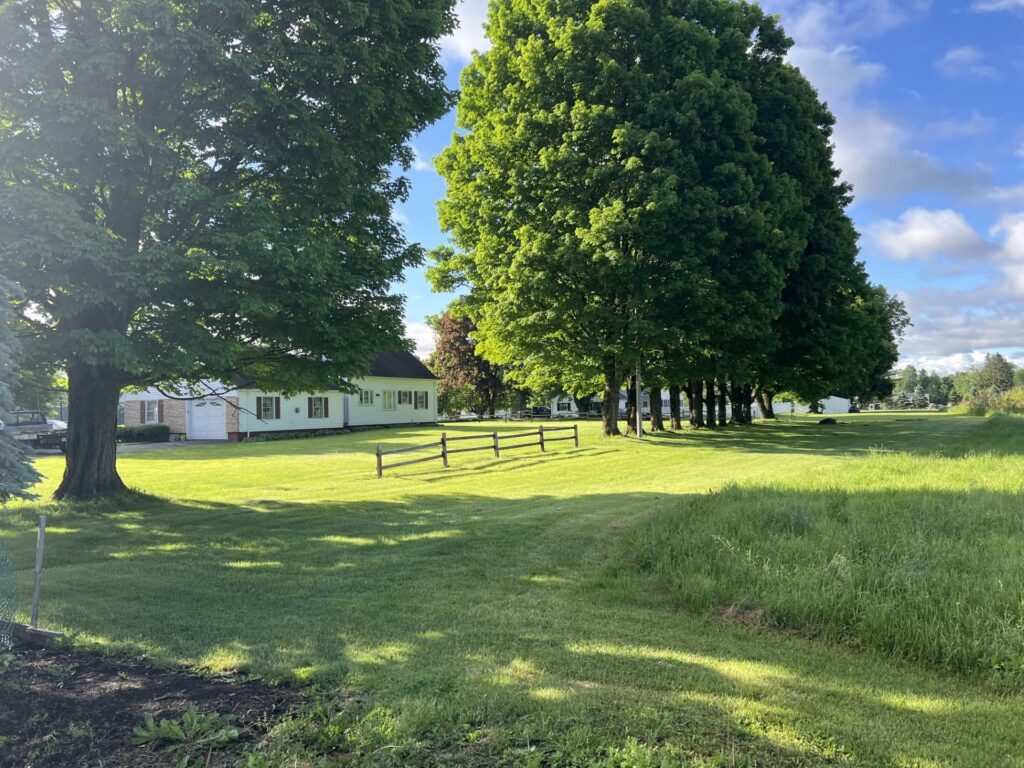 7 Signs You Need Tree Care Services in Marcy, NY | Preble’s Tree Service