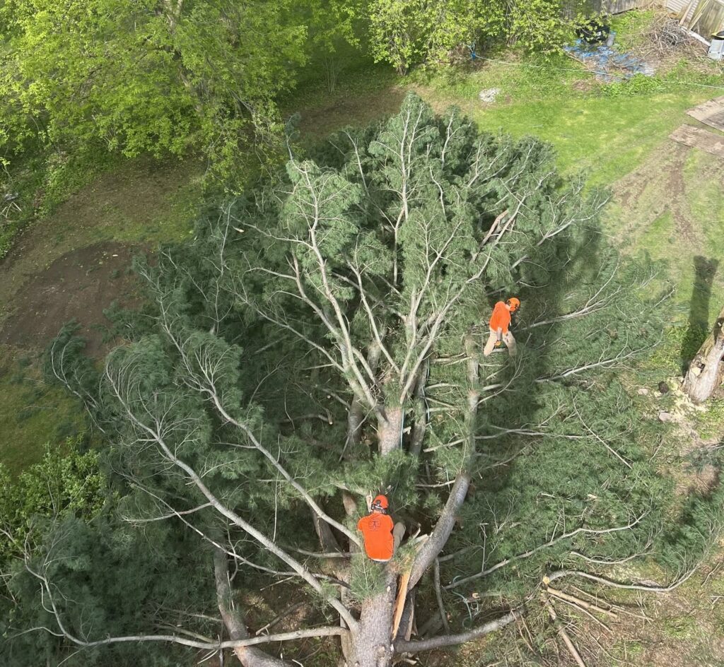 Need Emergency Tree Removal in Marcy, NY? Preble’s Tree Service