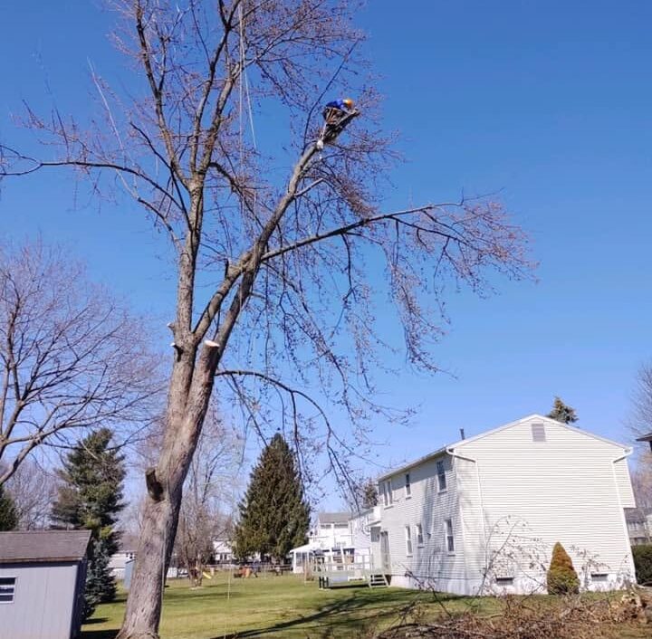 Tree Trimming vs Tree Pruning in Marcy, NY