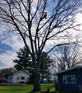 Tree Trimming vs Tree Pruning in Marcy, NY
